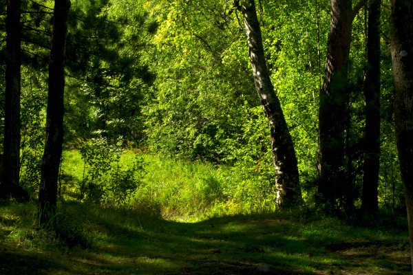 Русский лес