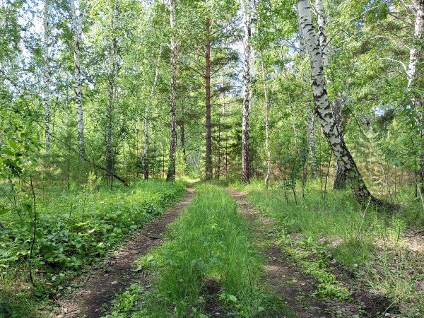 Левитан тропинка в лиственном лесу