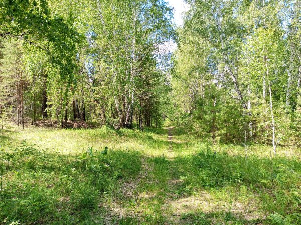 Лето в лесу