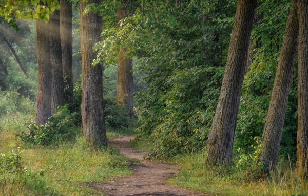 Елово-чозениевая роща