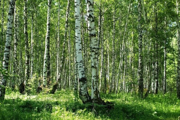 Березовая роща опушка