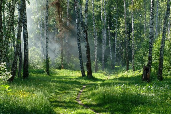 Березовая роща Ярославль