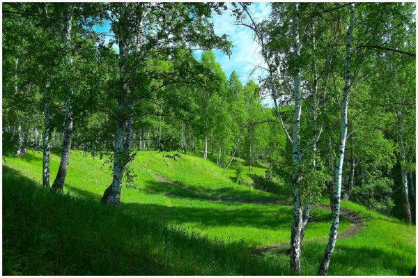 Сосновский район природа