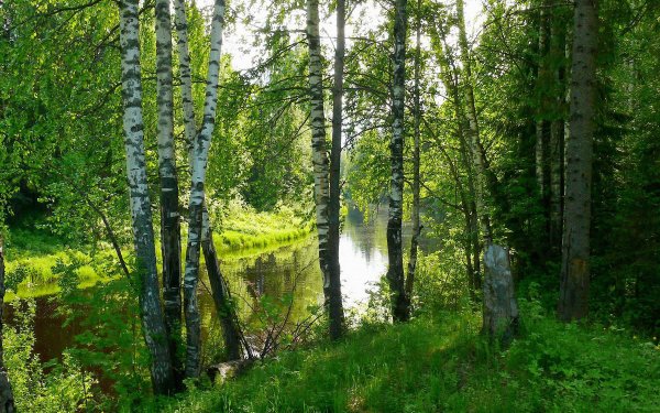 Березы в Марий Эл