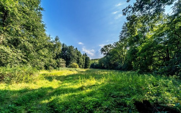 Лосиный остров широколиственный лес