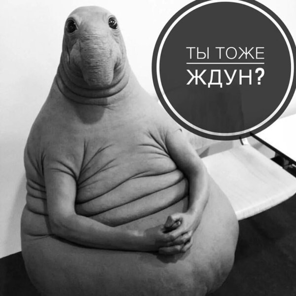 Веселый Ждун