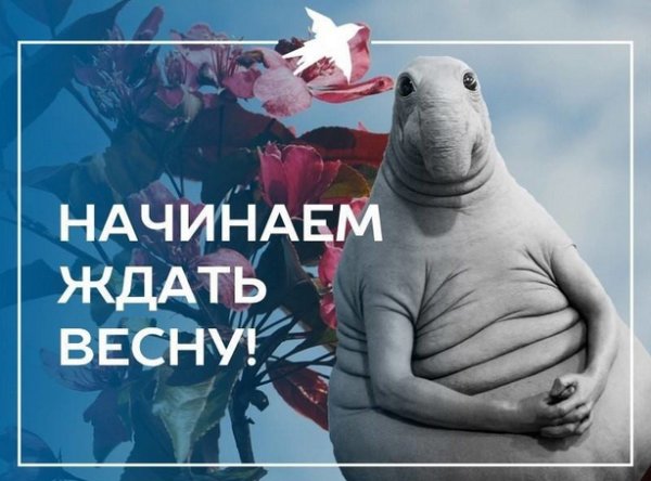 Ждун ждет весну картинка