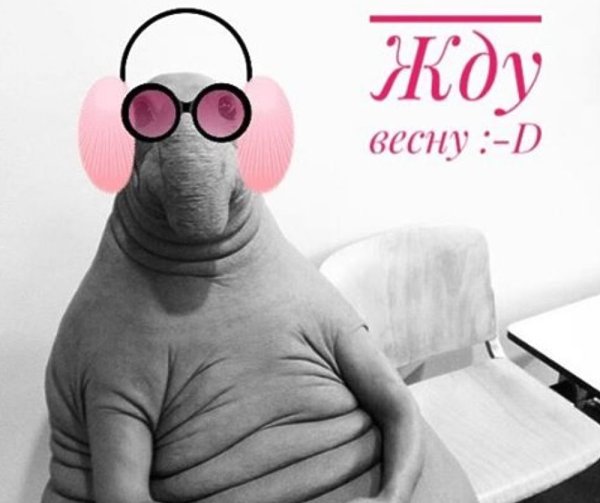 Ждун картинки прикольные