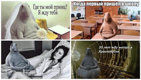 Мемы 2017 года Ждун