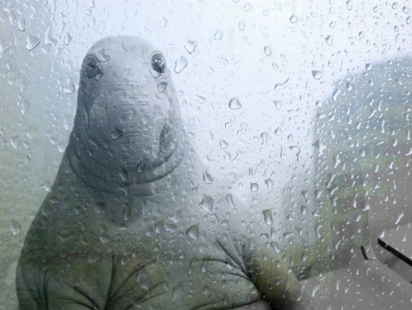 Ждун Мона Лиза