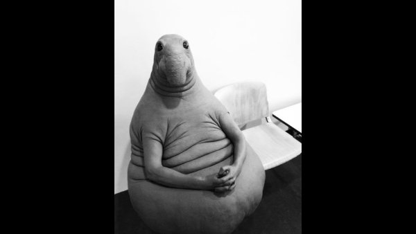 Ждун игрушка лекало