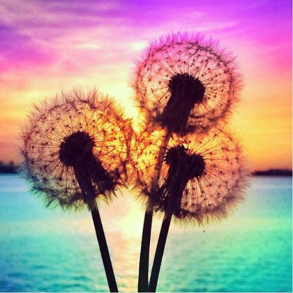 Одуванчик любовь