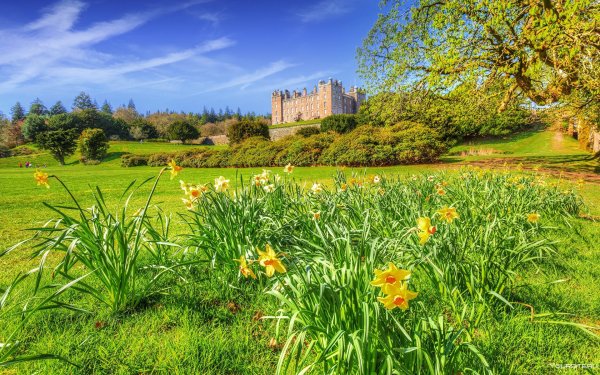 Поле нарциссов в Великобритании