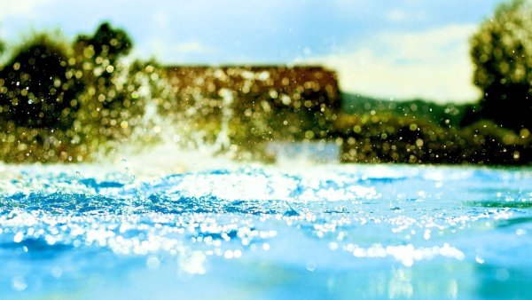 Красивые ягоды