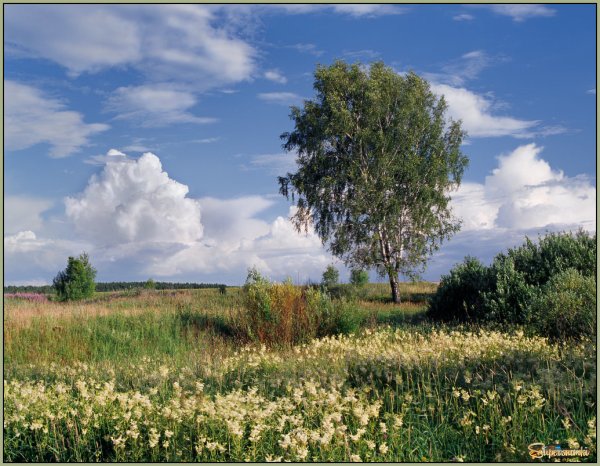 Июльский полдень Северянин