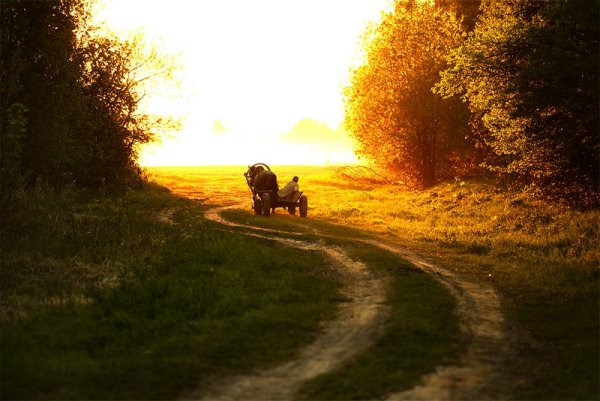 Лошадь на просёлочной дороге