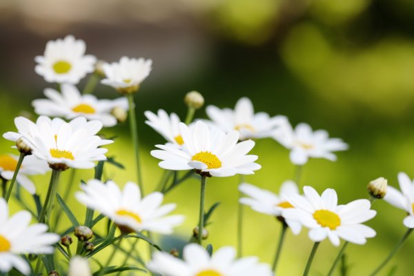 Цветы и небо