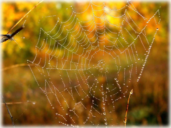 Дмитрий Кедрин бабье лето