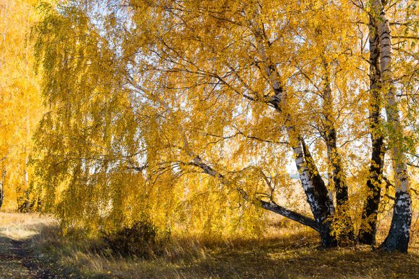 Золотая осень бабье лето