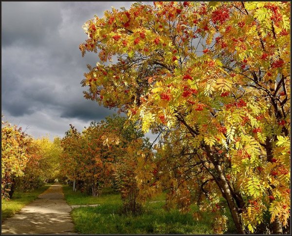 Золотая осень бабье лето