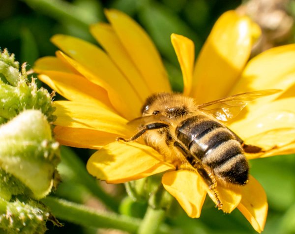 Пчела на цветке