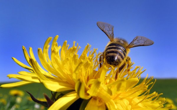 Пчелка на одуванчике