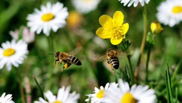 Пчелы на Поляне