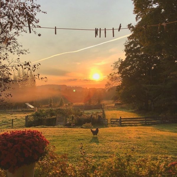 Цветы в кедах