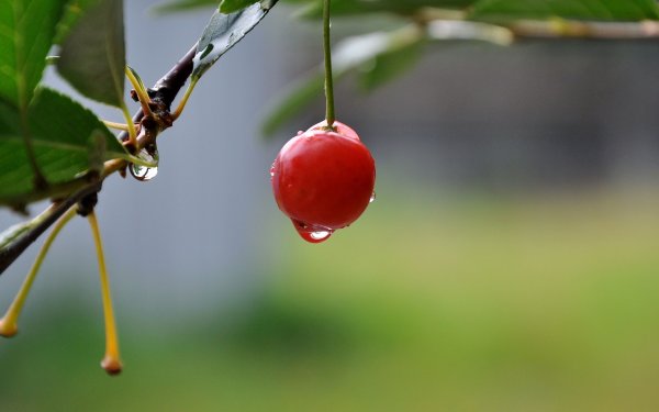 Вишня плодовая ровесница