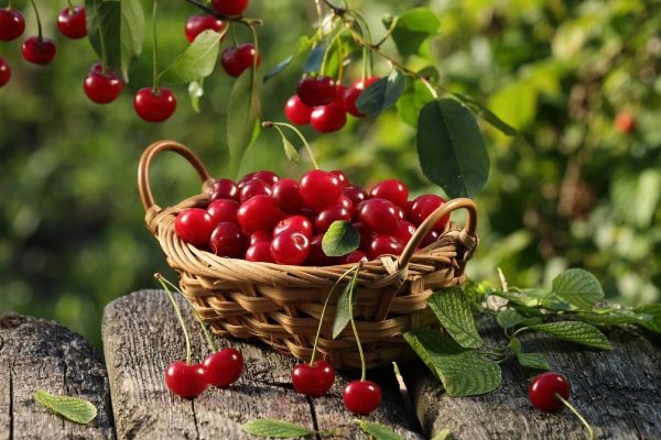 Черешня Орловская розовая
