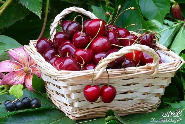 Черри Вишневая гроздь