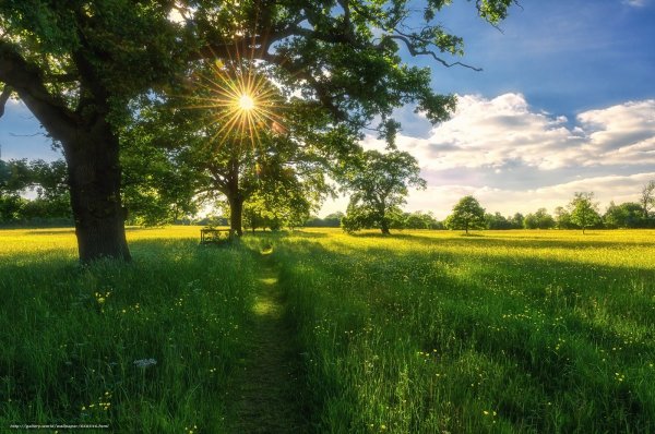 Солнечный день природа лето