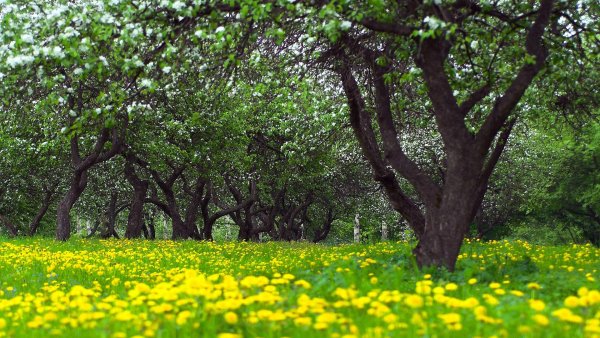 Дерево на зеленой Поляне