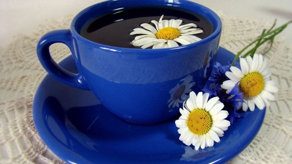 Ромашки в чашке