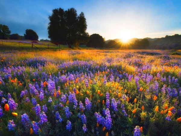 Панорама деревья