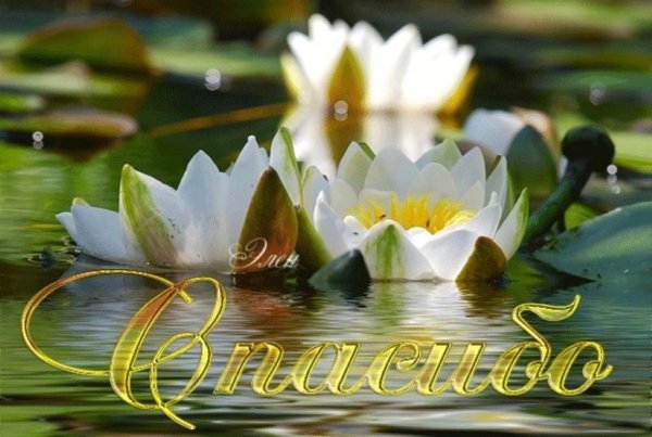 Большое спасибо природа