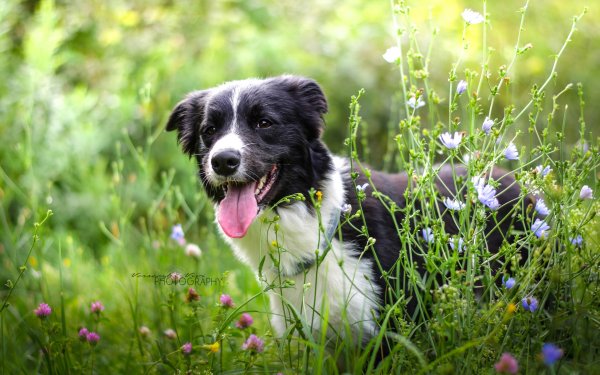 Собака на лужайке