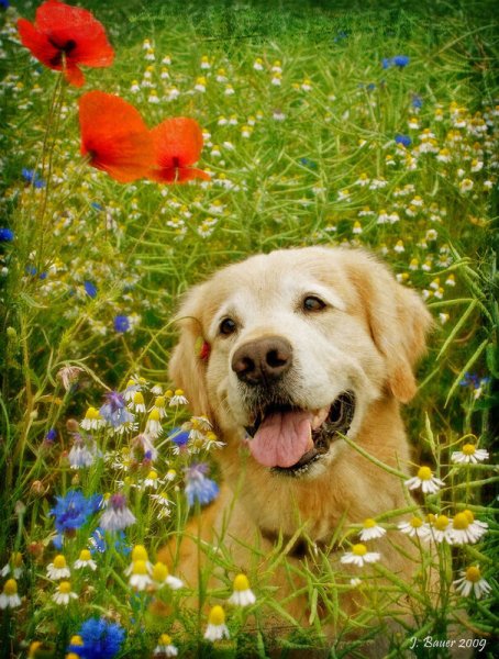 Аусси в поле