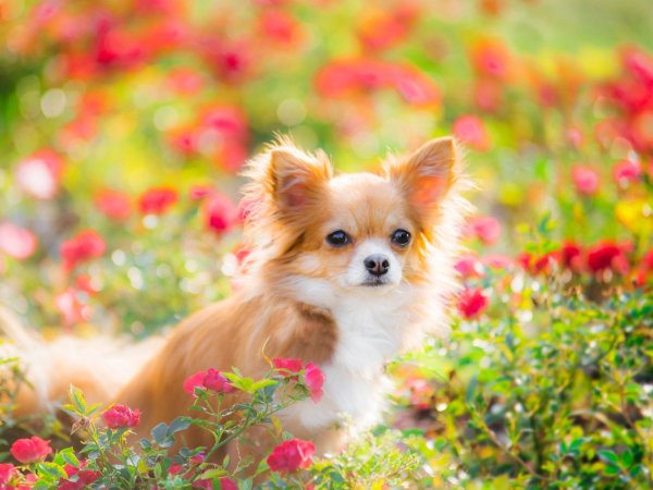 Собака на траве