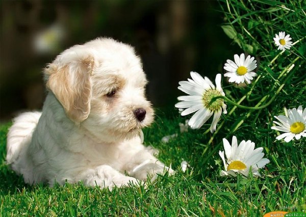 Норвич-терьер Wallpaper