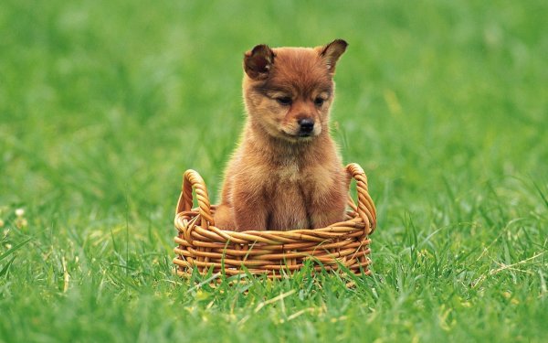 Сибирский хаски красный