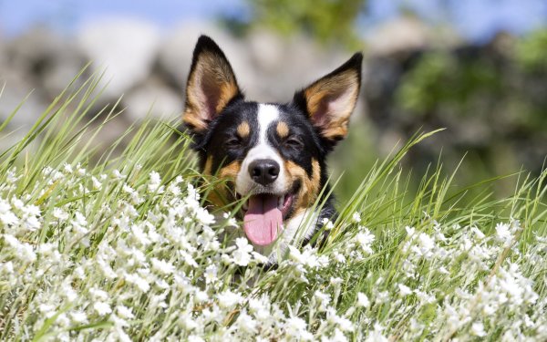 Забавный щенок