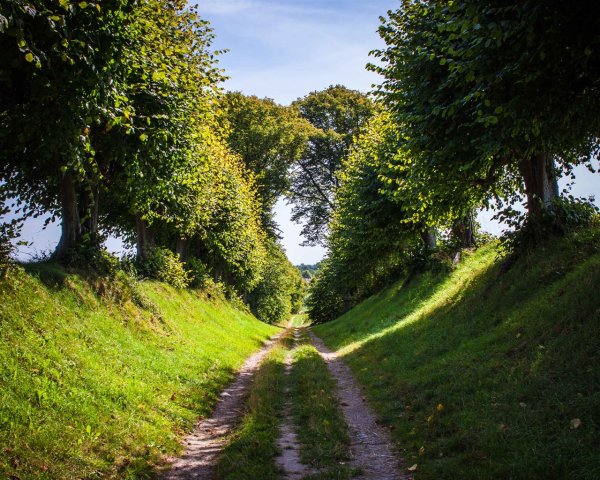 Летняя дорога