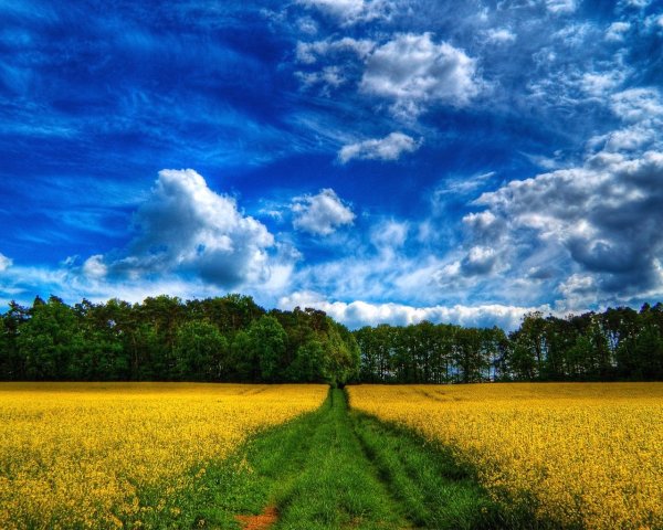 Красивый вид луг