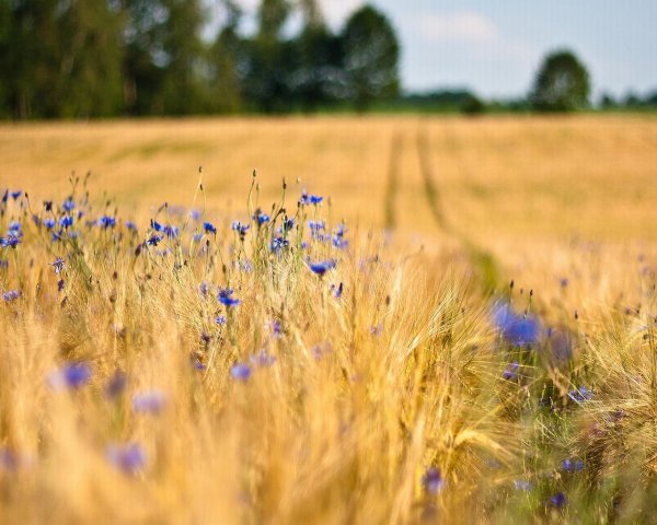 Лето природа