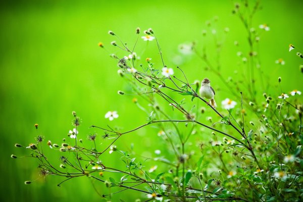 Летний морской пейзаж