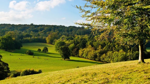 Клубника саммер Бриз Роуз