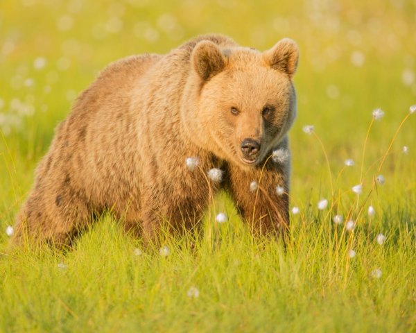 Бурый медведь обыкновенный.