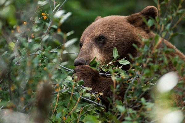 Питание бурого медведя