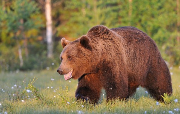 Бурый медведь Уссурийская Тайга